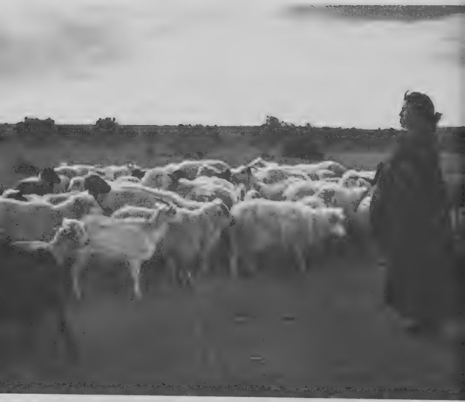 Photograph of a Navajo shepherd with a flock of sheep.