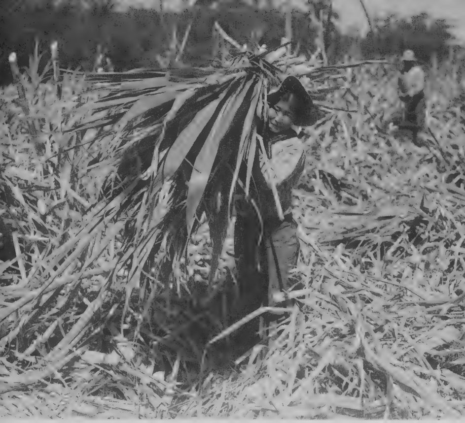 Photograph of a Japanese sugarcane worker on Maui, Hawaii, 1932.
