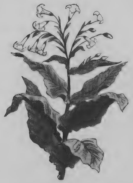 Botanical woodcut of a tobacco plant.